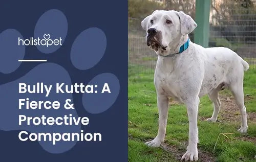 Bully Kutta Dog blog featured image by Holistapet. Shows a white bully kutta canine on grass.