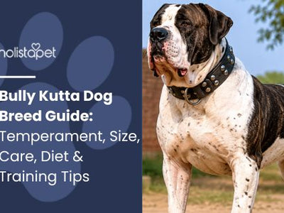 Bully Kutta Dog Breed Guide: Temperament, Size, Care, Diet & Training Tips