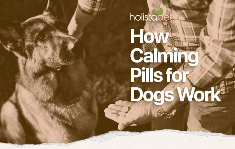 Calming Pills for Dogs [Do They Work + Alternatives]