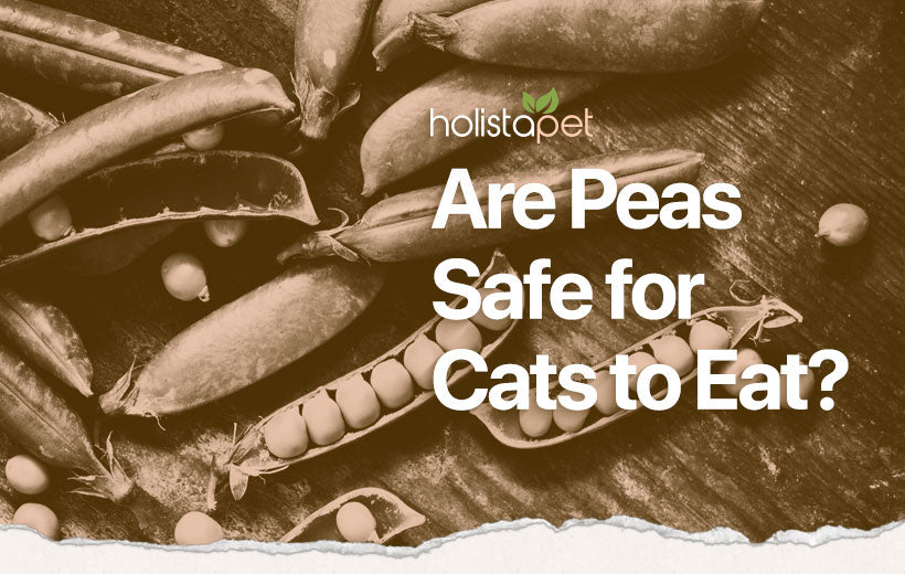 Can Cats Eat Peas: Why They're Beneficial & Ways to Serve Your Feline