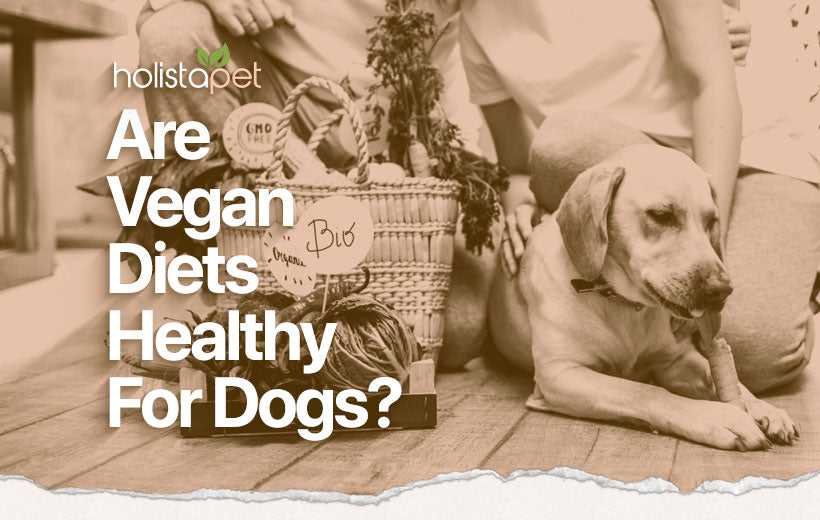 Can Dogs Be Vegan? Reasons To Make The Switch!