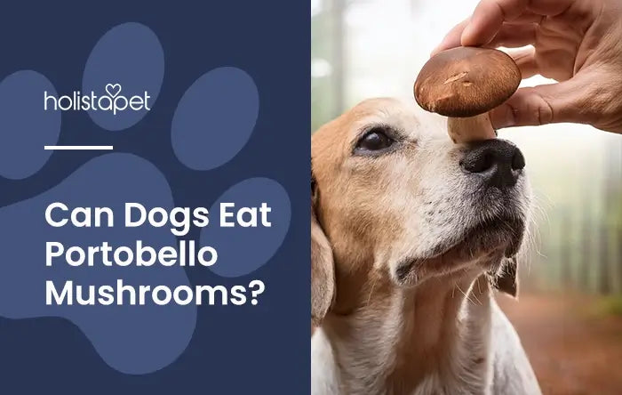 Can dogs eat portobello mushrooms featured blog image by Holistapet. Shows a person's hand holding a portobello mushroom to a dog's nose.