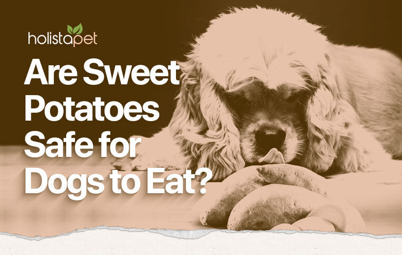 Can Dogs Eat Sweet Potato?