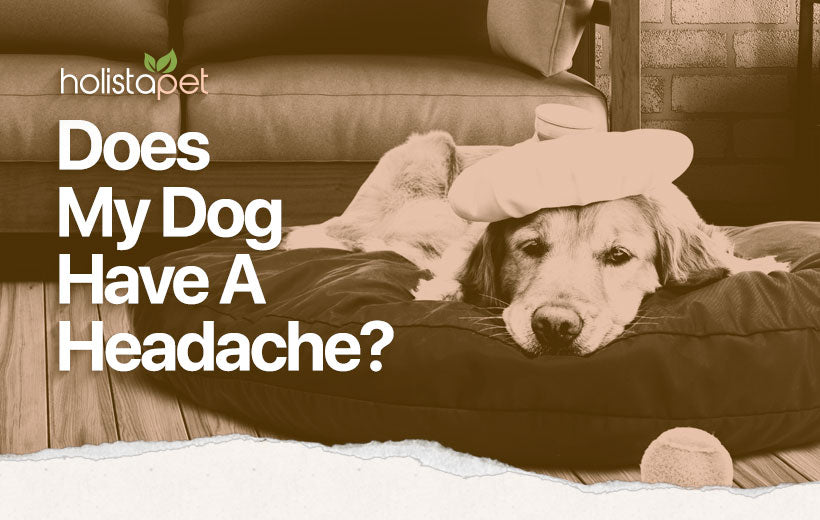Can Dogs Get Headaches? 9 Signs Your Dog May Have A Sore Head
