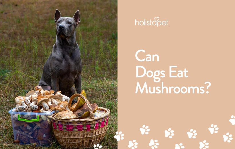 Can Dogs Have Mushrooms? [Yes! Find Out Which Ones Are Safe]