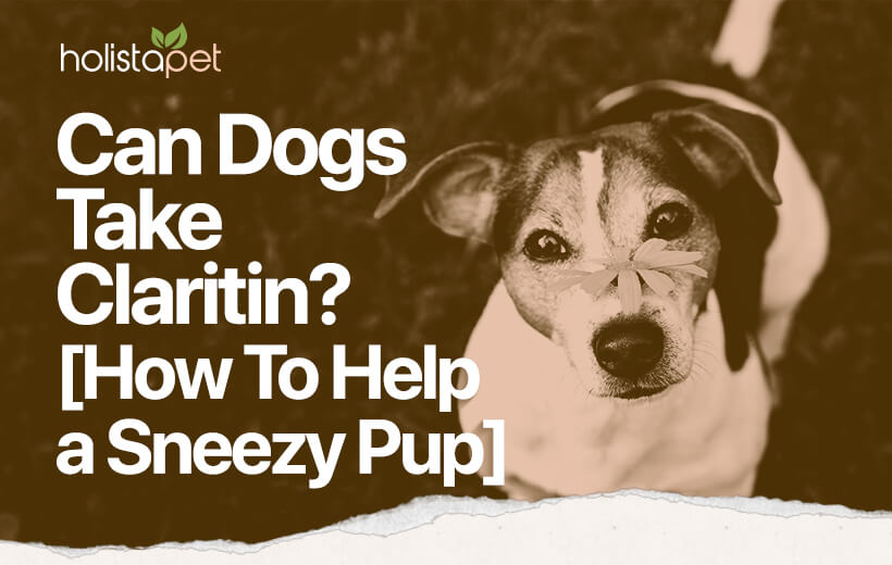 Can Dogs Take Claritin? [Finding Relief for Canine Allergies]