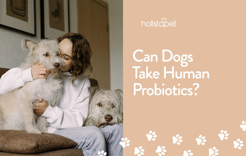 Can Dogs Take Human Probiotics?