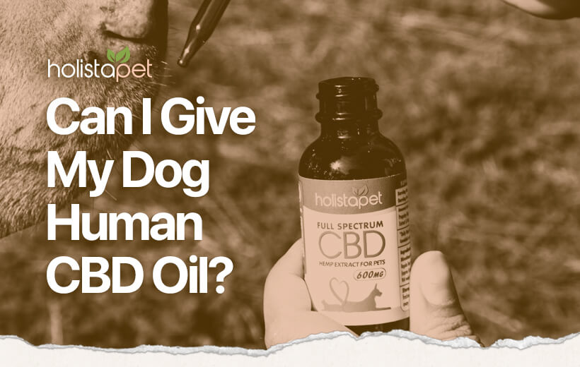 Can I Give My Dog Human CBD Oil? [Know The Difference]
