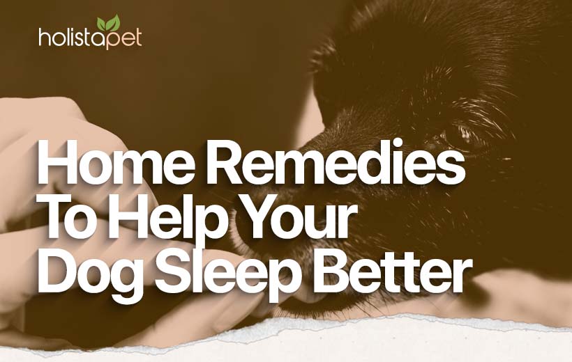 Can I Give My Dog Melatonin? [Sleeping Solutions for Restless Canines]