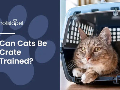 Can You Crate Train a Cat? Benefits, Concerns, and Safety
