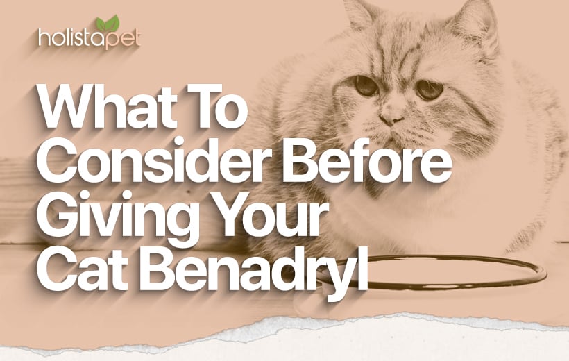Can You Give a Cat Benadryl? – Exploring the Facts and Alternatives
