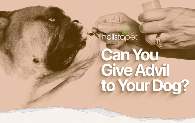 Can You Give a Dog Advil? [No! But Here Are Some Natural Alternatives!]