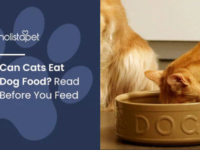 Can Cats Eat Dog Food? Read Before You Feed