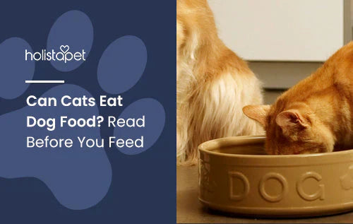 Is it okay for cats to eat dog food? find out now!