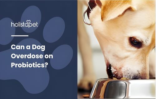 Close-up of a light-colored dog eating from a metal bowl while highlighting the topic “can a dog overdose on probiotics.”