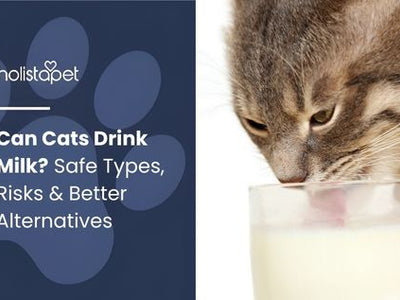 Can Cats Drink Milk? Safe Types, Risks & Better Alternatives