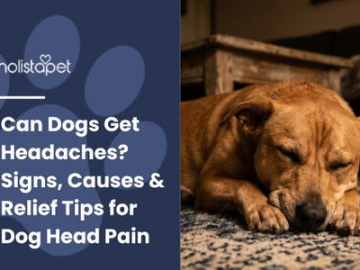 Can Dogs Get Headaches? Signs, Causes & Relief Tips for Dog Head Pain