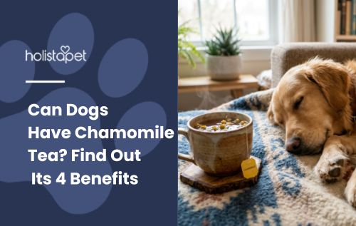 Can Dogs Have Chamomile Tea? Find Out Its 4 Benefits