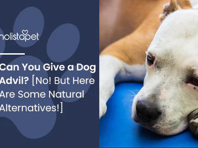 Can You Give a Dog Advil? [No! But Here Are Some Natural Alternatives!]