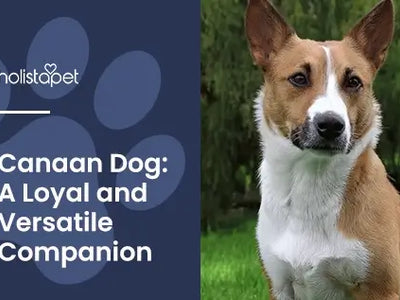 Canaan Dog: A Loyal and Versatile Companion