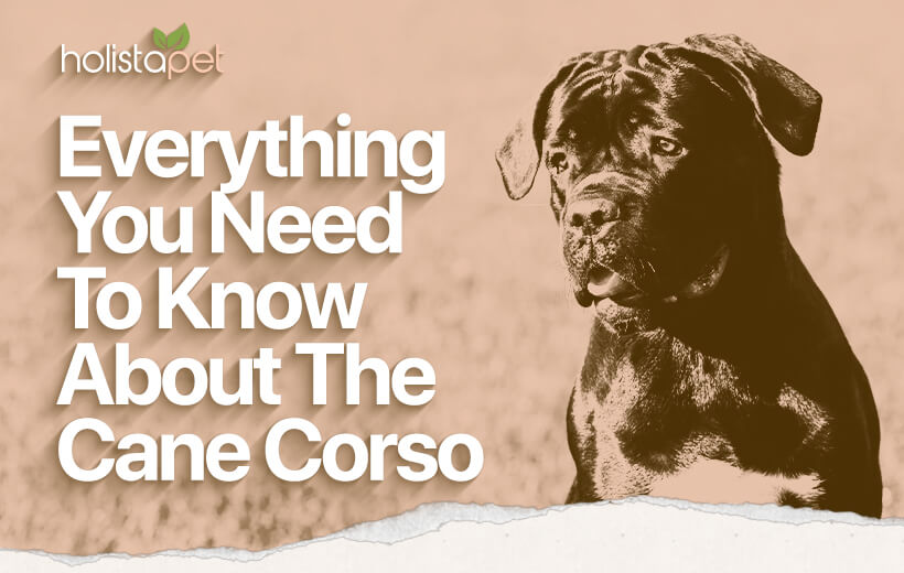 Cane Corso: Your Guide To A Burly, Beautiful Beast