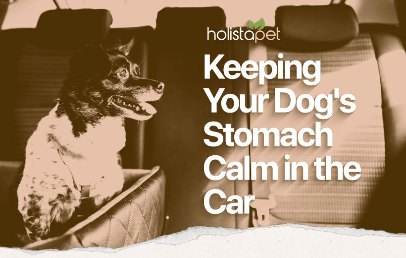 Car Sickness in Dogs: Helping Your Pup Travel With Ease