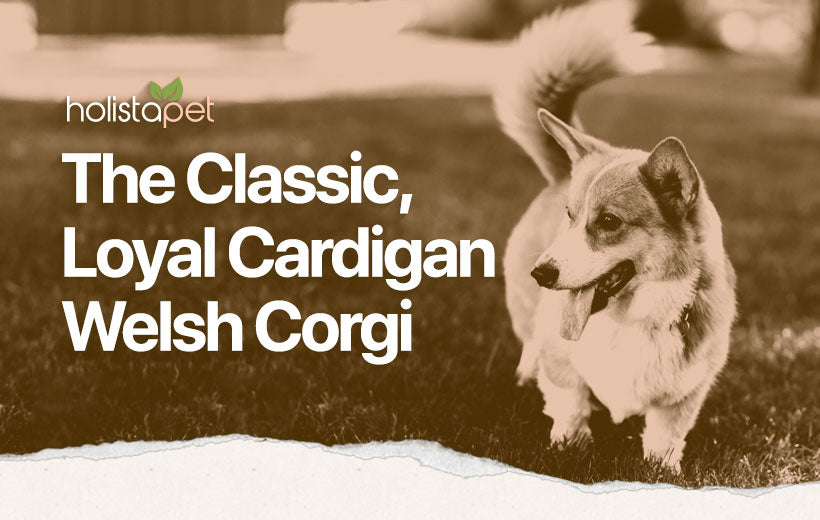 Cardigan Welsh Corgi: Companion Guide to the Long Adored Breed