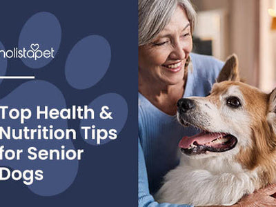 Caring for a Senior Dog: Health, Nutrition, & Comfort Tips