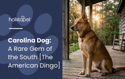 Carolina Dog: A Rare Gem of the South [The American Dingo]