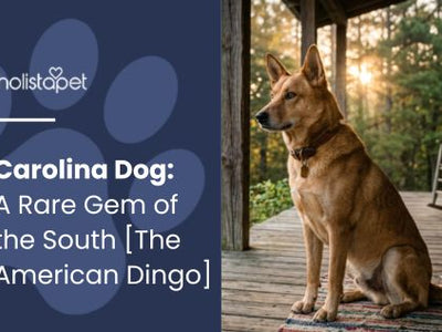 Carolina Dog: A Rare Gem of the South [The American Dingo]