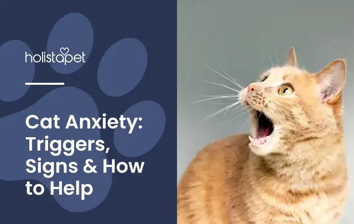 Cat Anxiety featured blog image by HolistaPet. Shows a startled ginger cat looking up with its mouth wide open against a gray wall