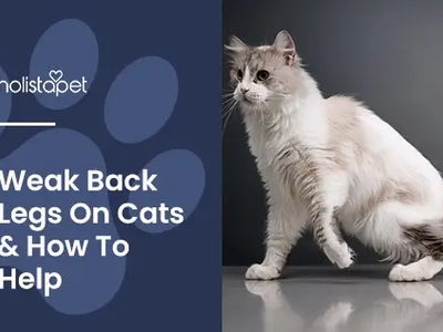 Cat Back Legs Weak Suddenly: Causes, Care, & Solutions