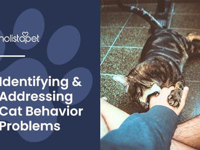 11 Most Common Cat Behavior Issues + Suggested Solutions