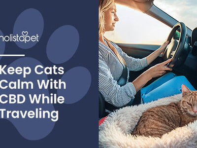 Cat CBD for Travel: Naturally Calming & Highly Effective