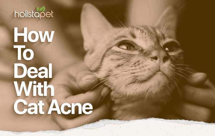 Cat Chin Acne: 5 Different Causes With Easy Solutions