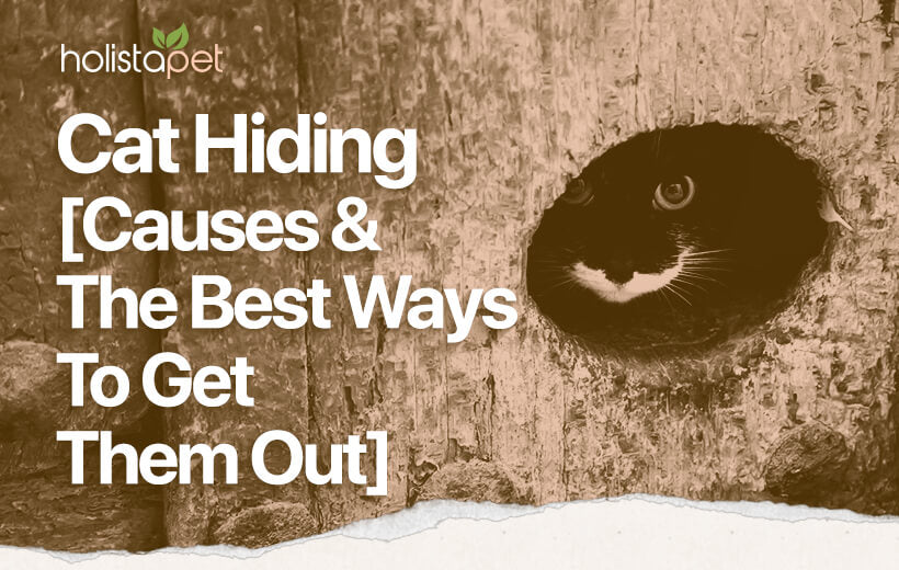 Cat Hiding [Why Felines Hide & How To Get Them to Reappear]