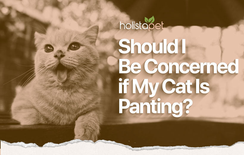 Why Is My Cat Panting? See What It Means & Learn What To Do