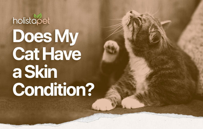 Cat Skin Conditions: 5 Common Issues & Helpful Home Remedies