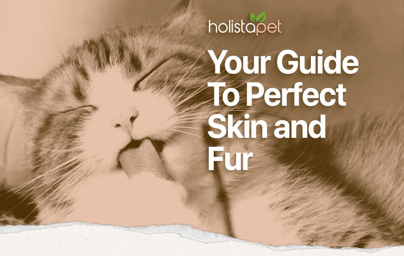 Cat Skin Problems [And What To Do About Them]