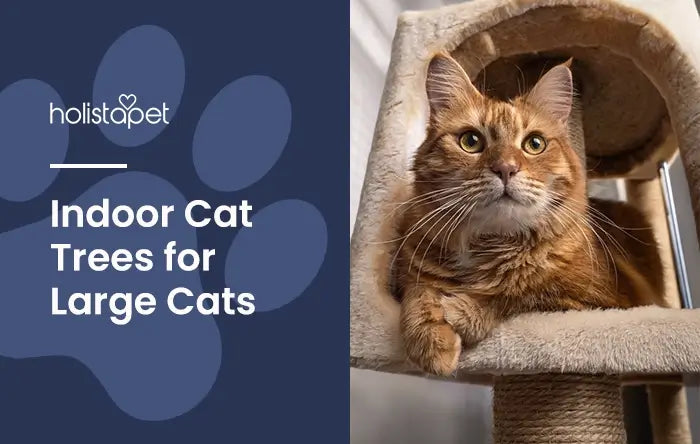 Feature image for the blog Best Cat Tree for Large Cats by Holistapet. Shows a large orange cat lounging comfortably on a cat tree indoors