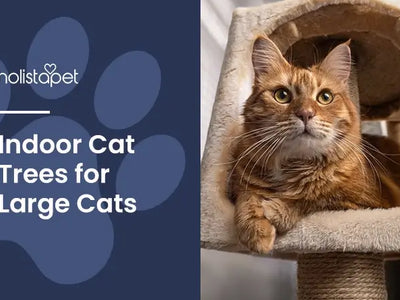 Best Cat Tree for Large Cats: Top 5 Picks, Features & Buying Tips