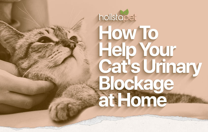 Cat Urinary Blockage Home Remedy