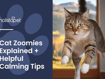 Cat Zoomies Explained + Tips To Handle Them