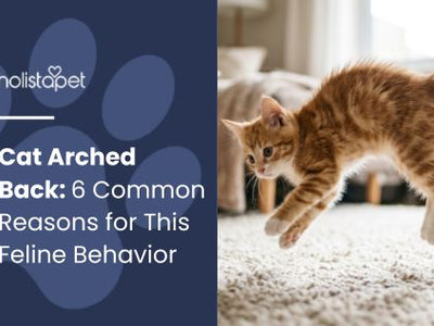 Cat Arched Back: 6 Common Reasons for This Feline Behavior