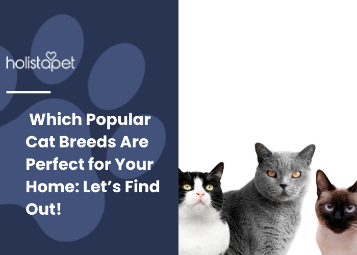 three different cat breeds 