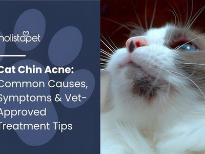 Cat Chin Acne: Common Causes, Symptoms & Vet-Approved Treatment Tips