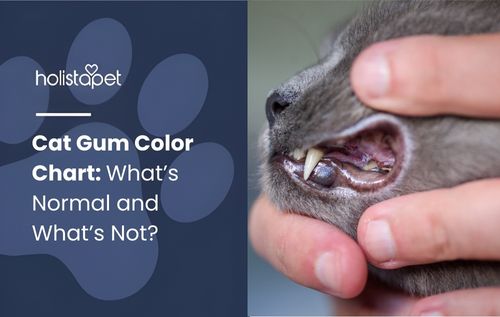 Close-up of a gray cat’s mouth with teeth and gums visible next to a cat gum color chart showing healthy and unhealthy gum colors for feline health monitoring.