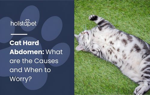 A silver tabby cat with dark spots lies on its back on a green lawn, showing a cat hard abdomen.