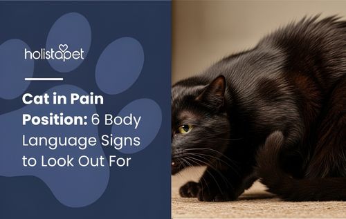 Black cat lying curled with head tucked into body, showing a cat in pain position that may signal discomfort or health issues.