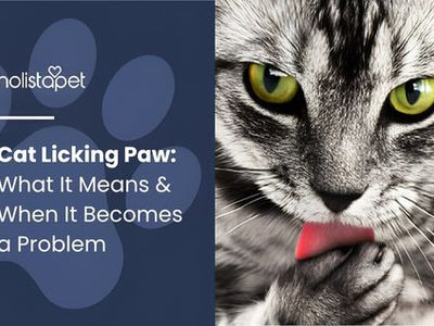 Cat Licking Paw: What It Means & When It Becomes a Problem